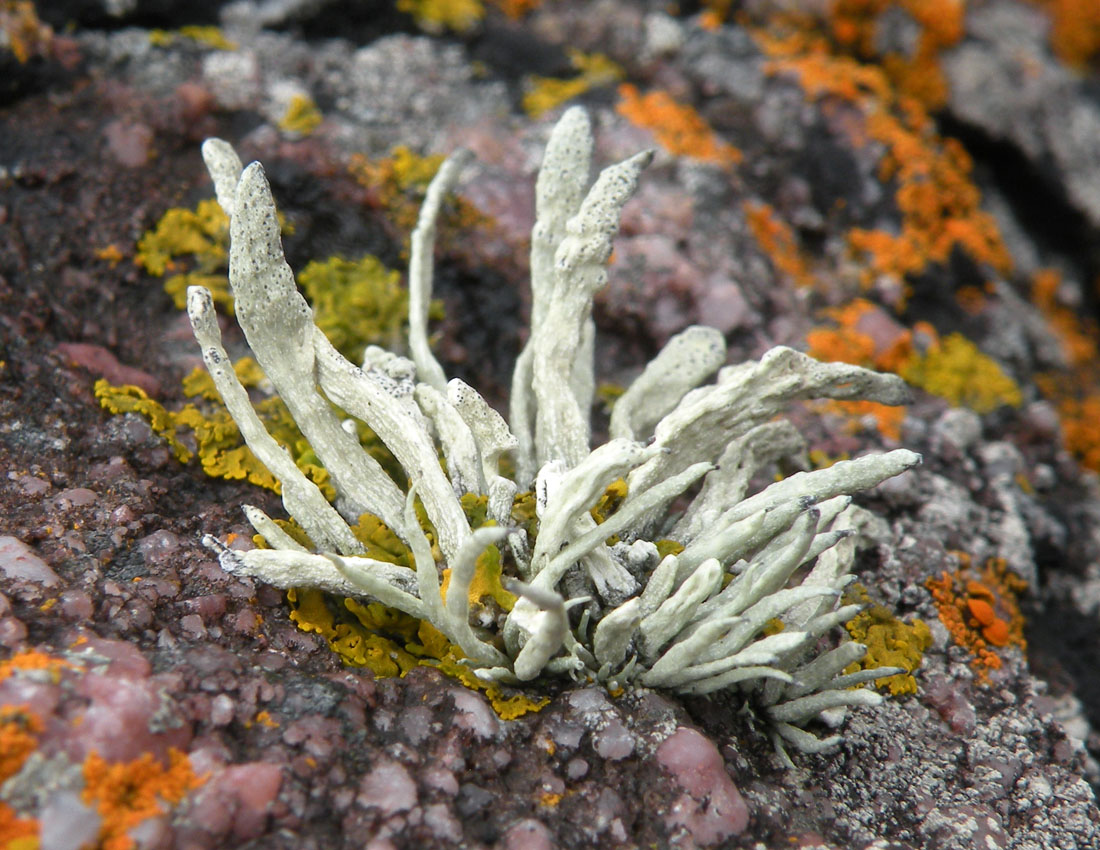 Sugli scogli del Galles